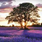 Размещение интеграции в Telegram. Логотип Телеграм канала @naturus