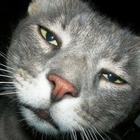 Размещение интеграции в Telegram. Логотип Телеграм канала "Cats" Размещение интеграции в Telegram. Логотип Телеграм канала @nya_cats