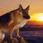 Размещение интеграции в Telegram. Логотип Телеграм канала @memakseki