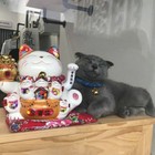 Размещение интеграции в Telegram. Логотип Телеграм канала "Kotarium" Размещение интеграции в Telegram. Логотип Телеграм канала @kotarIum