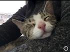 Размещение интеграции в Telegram. Логотип Телеграм канала "Sunny cats" Размещение интеграции в Telegram. Логотип Телеграм канала @sunnycats_museum