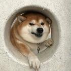 Размещение интеграции в Telegram. Логотип Телеграм канала @englishmeme