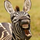 Размещение интеграции в Telegram. Логотип Телеграм канала @lolfm20