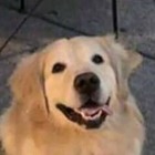 Advertising in Telegram. Telegram Channel logo @memezes