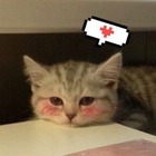 Размещение интеграции в Telegram. Логотип Телеграм канала "Музыка в дорогу" Размещение интеграции в Telegram. Логотип Телеграм канала @roadsmu