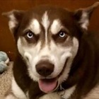 Advertising in Telegram. Telegram Channel logo @GeneDecode