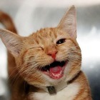 Размещение интеграции в Telegram. Логотип Телеграм канала @humor_TV11