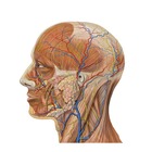 Advertising in Telegram. Telegram Channel logo @anatomist_tg