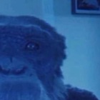 Размещение интеграции в Telegram. Логотип Телеграм канала @afro_words