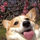 Размещение интеграции в Telegram. Логотип Телеграм канала @japan_esketit