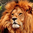 Размещение интеграции в Telegram. Логотип Телеграм канала "Live Nature" Размещение интеграции в Telegram. Логотип Телеграм канала @priroda_animal