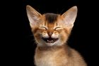 Advertising in Telegram. Telegram Channel logo "Funny Animals" Advertising in Telegram. Telegram Channel logo @LolAnimalz