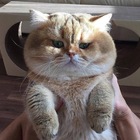 Размещение интеграции в Telegram. Логотип Телеграм канала "Сладкая булочка" Размещение интеграции в Telegram. Логотип Телеграм канала @kotysobakizhivotnye