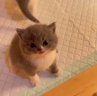 Размещение интеграции в Telegram. Логотип Телеграм канала @top_cats