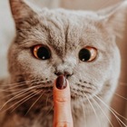 Размещение интеграции в Telegram. Логотип Телеграм канала "эcтетика котиков" Размещение интеграции в Telegram. Логотип Телеграм канала @estetcat