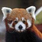 Размещение интеграции в Telegram. Логотип Телеграм канала @zoorus