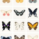 Advertising in Telegram. Telegram Channel logo @llFIIFIIFllFIIFIlFI