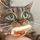 Размещение интеграции в Telegram. Логотип Телеграм канала "Котнота" Размещение интеграции в Telegram. Логотип Телеграм канала @sherstperep