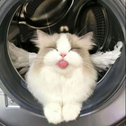 Размещение интеграции в Telegram. Логотип Телеграм канала @animal_pa