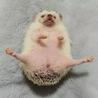 Размещение интеграции в Telegram. Логотип Телеграм канала @hedgehogiki