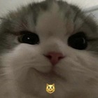 Размещение интеграции в Telegram. Логотип Телеграм канала @rndm_shitpost