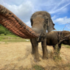 Размещение интеграции в Telegram. Логотип Телеграм канала @elephantparkrussia