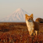 Размещение интеграции в Telegram. Логотип Телеграм канала @prirodarussii