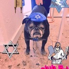Размещение интеграции в Telegram. Логотип Телеграм канала "✡️ еврейские анекдоты и мопсы ✡️" Размещение интеграции в Telegram. Логотип Телеграм канала @jewishpugs