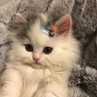 Размещение интеграции в Telegram. Логотип Телеграм канала "линчик @linetradix" Размещение интеграции в Telegram. Логотип Телеграм канала @linetradix