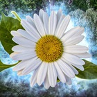 Размещение интеграции в Telegram. Логотип Телеграм канала "Цветочница 🌺" Размещение интеграции в Telegram. Логотип Телеграм канала Цветочница 🌺