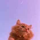 Размещение интеграции в Telegram. Логотип Телеграм канала "mimi" Размещение интеграции в Telegram. Логотип Телеграм канала @mimi_cuteee