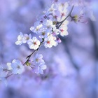 Размещение интеграции в Telegram. Логотип Телеграм канала @intellectymor24