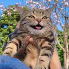 Advertising in Telegram. Telegram Channel logo @agendasgratisfreeplanners