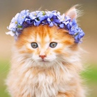 Размещение интеграции в Telegram. Логотип Телеграм канала @murrr_myyau