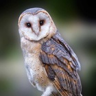 Размещение интеграции в Telegram. Логотип Телеграм канала "СОВЫ 🦉" Размещение интеграции в Telegram. Логотип Телеграм канала @owls_life
