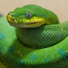 Размещение интеграции в Telegram. Логотип Телеграм канала "Разъяснивший Python" Размещение интеграции в Telegram. Логотип Телеграм канала @python_pssss