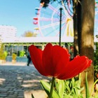 Размещение интеграции в Telegram. Логотип Телеграм канала "чат Крым Алушта 🌴" Размещение интеграции в Telegram. Логотип Телеграм канала @KrymAlushtaChat