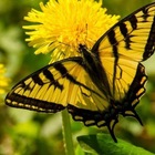 Размещение интеграции в Telegram. Логотип Телеграм канала "БАНАО (БАбочка НА Одуванчике)" Размещение интеграции в Telegram. Логотип Телеграм канала БАНАО (БАбочка НА Одуванчике)