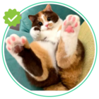 Размещение интеграции в Telegram. Логотип Телеграм канала @funny_animals_2021