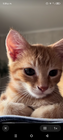 Advertising in Telegram. Telegram Channel logo "Don Gato Series" Advertising in Telegram. Telegram Channel logo @todaslasseriesenlatino