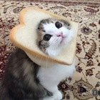 Advertising in Telegram. Telegram Channel logo "Cute Kittens & Other Stuff" Advertising in Telegram. Telegram Channel logo @CuteKittensOF