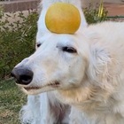 Размещение интеграции в Telegram. Логотип Телеграм канала @borzoilov