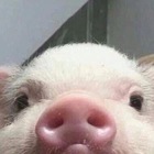 Размещение интеграции в Telegram. Логотип Телеграм канала @pig_pictures