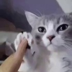 Размещение интеграции в Telegram. Логотип Телеграм канала Котовое