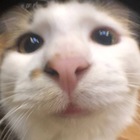 Размещение интеграции в Telegram. Логотип Телеграм канала @jmyra_ebat