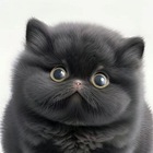 Размещение интеграции в Telegram. Логотип Телеграм канала @fatfurcat