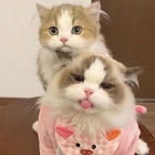 Размещение интеграции в Telegram. Логотип Телеграм канала @kotyambus