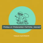 Размещение интеграции в Telegram. Логотип Телеграм канала @GribSpb78