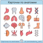Размещение интеграции в Telegram. Логотип Телеграм канала "Карточки по анатомии" Размещение интеграции в Telegram. Логотип Телеграм канала @anatomy_card