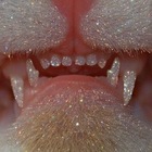 Размещение интеграции в Telegram. Логотип Телеграм канала @kot0baza